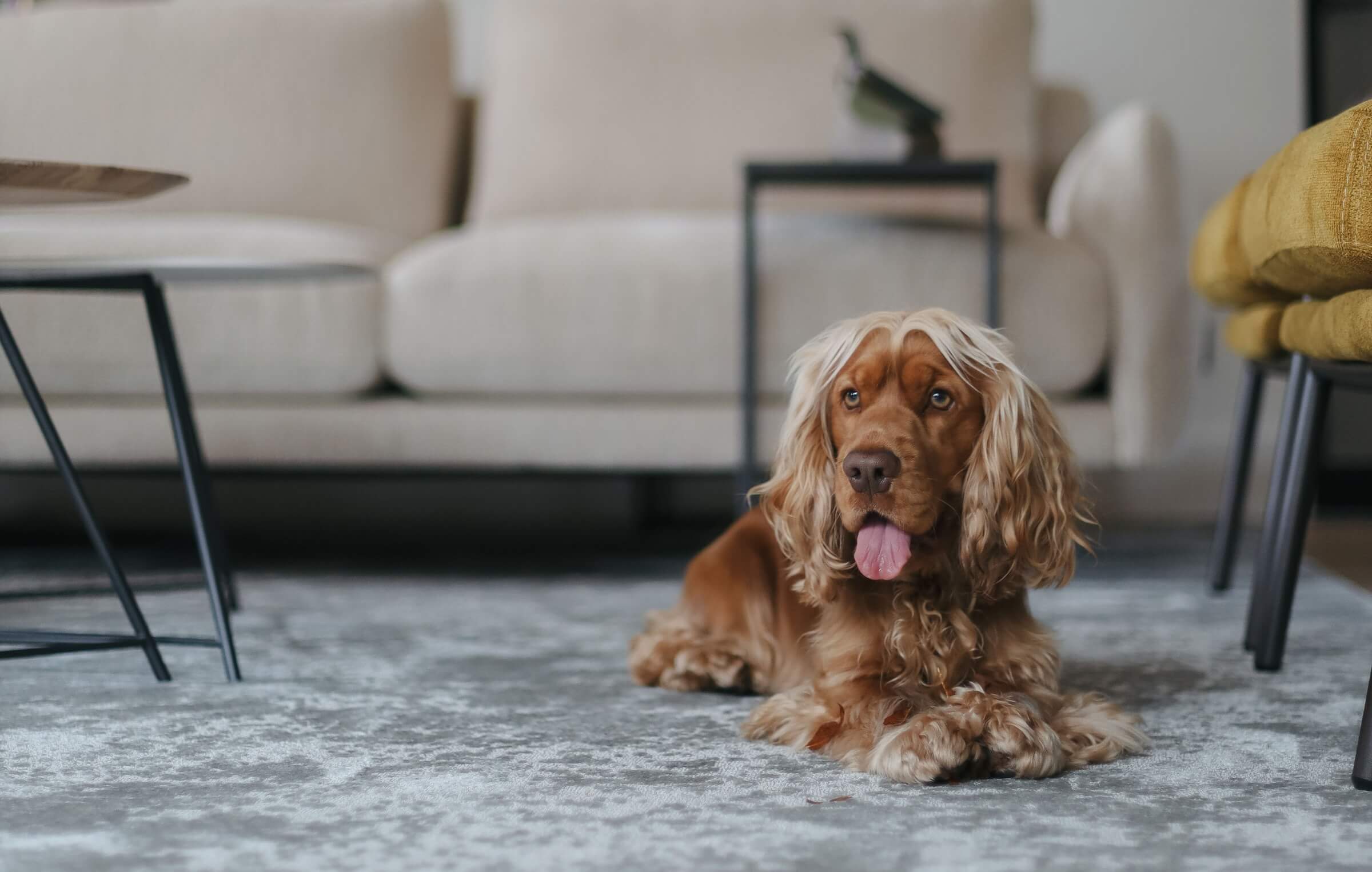 Wonen met stijl én een huisdier- zo combineer je designmeubels met een dierenvriendelijk interieur 01 (1)