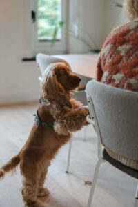 Welke stof past bij welk huisdier